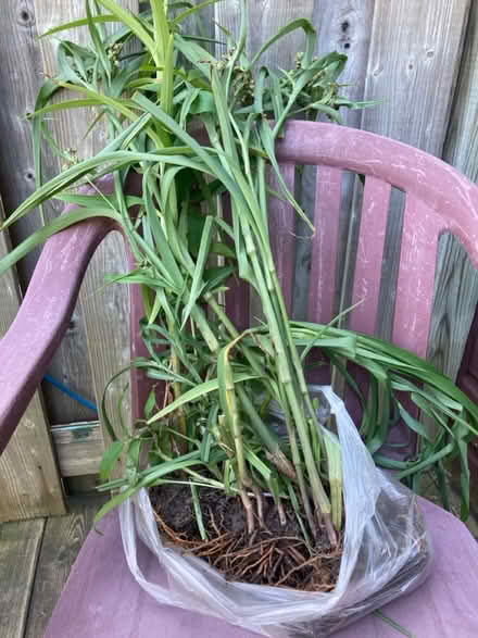 Photo of free Spiderwort (Somerset/Bayswater) #1
