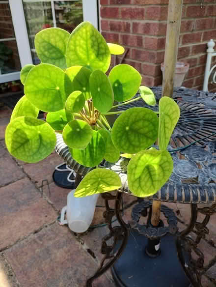 Photo of free Houseplant (Bratton) #1