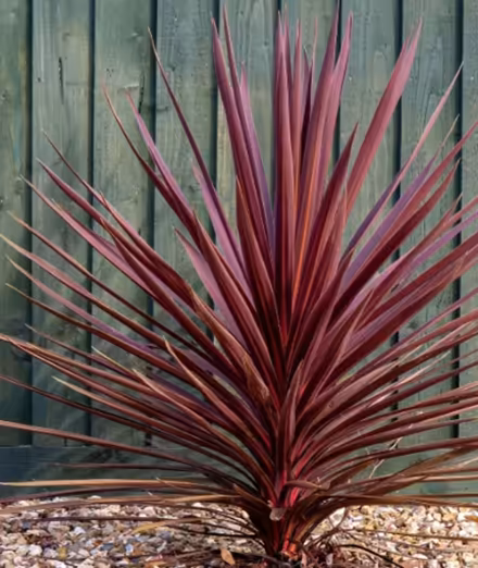 Photo of Cordyline Tory red (Norwich) #1