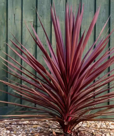 Photo of Cordyline Tory red (Norwich) #1
