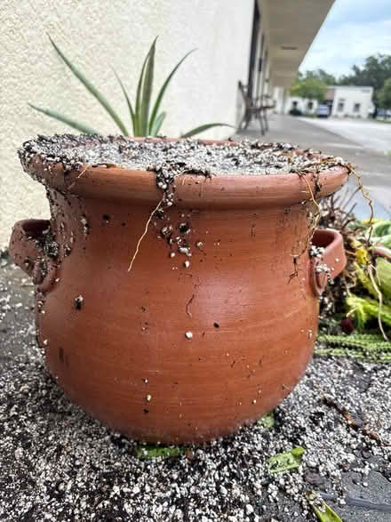Photo of free Aloe and draping cactus (22055 hwy 19N Clearwater) #4