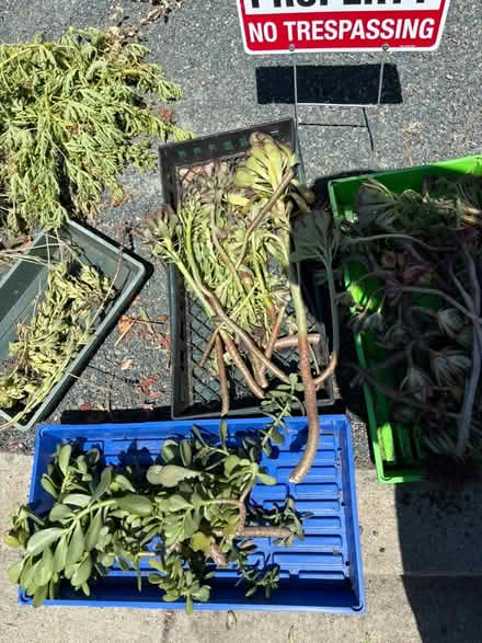 Photo of free Succulent & geranium cuttings (Pleasant Hill) #4