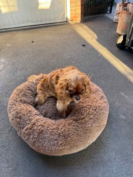 Photo of free Dog bed (Tyburn B24) #4