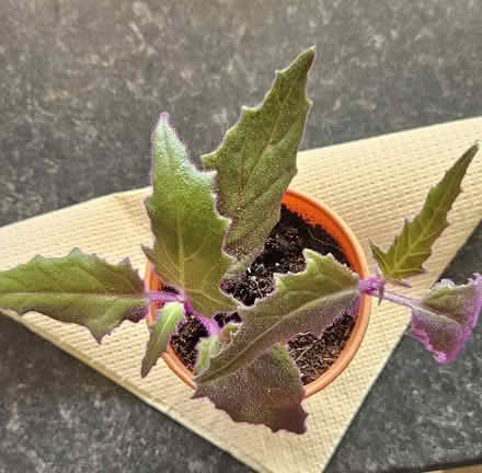 Photo of free 2 Houseplants - Small But Growing Fast! (CT10) #1