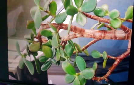 Photo of free Money Plants (CT9) #1