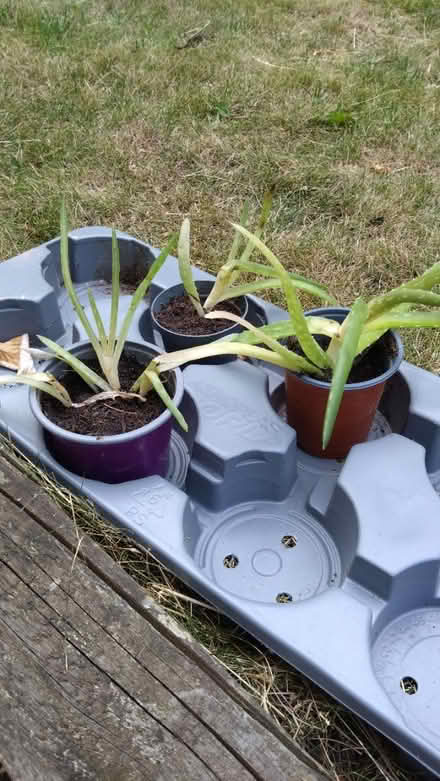 Photo of free Aloe Vera plants (Leckhampton GL53) #2