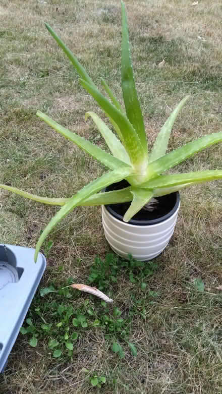 Photo of free Aloe Vera plants (Leckhampton GL53) #1