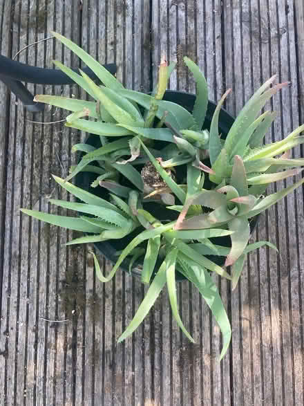 Photo of free Bare root baby aloe plants (Loughton IG10) #2