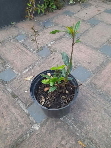 Photo of free Bay laurel plant (Wimbledon Village SW19) #1