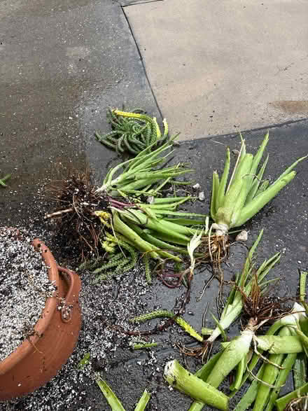 Photo of free Aloe and draping cactus (22055 hwy 19N Clearwater) #2