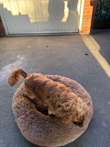Photo of free Dog bed (Tyburn B24) #3
