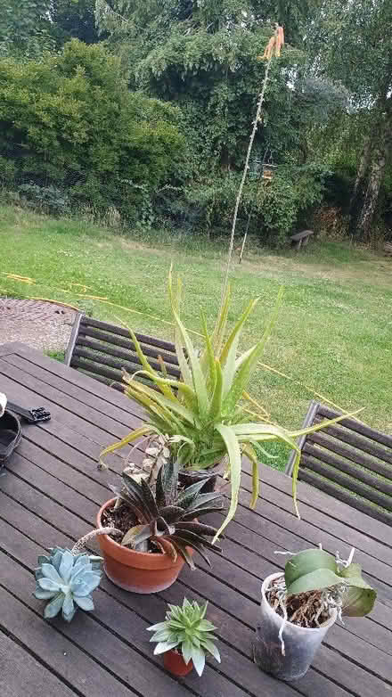 Photo of free House plants/succulents (Ringland NR8) #1