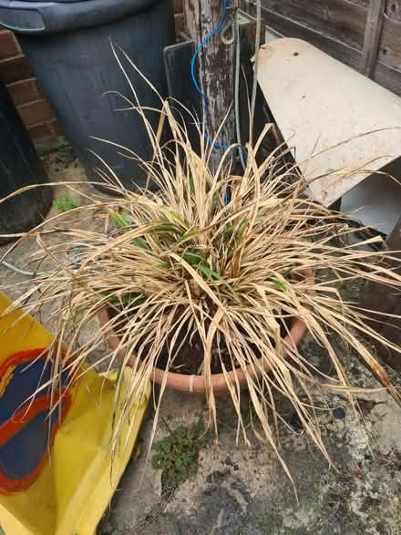 Photo of free Ornamental grass (Rowhedge CO5) #1