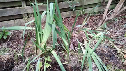 Photo of free Yellow flag irises (Barnhill DD5) #1