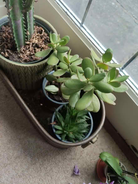 Photo of free Houseplants (Endmoor LA7) #4