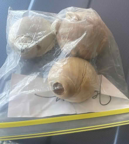 Photo of free Shells (Rumson) #1