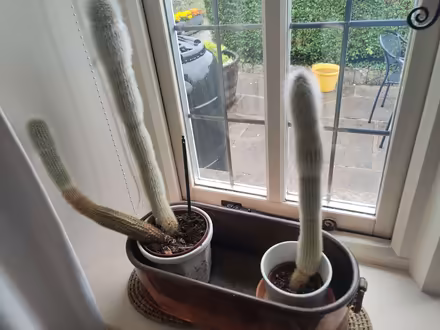 Photo of free Houseplants (Endmoor LA7) #1