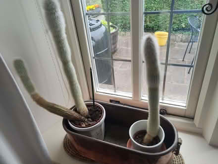 Photo of free Houseplants (Endmoor LA7) #1
