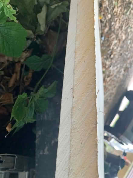 Photo of free insulation plasterboard (Harrietsham ME17) #1