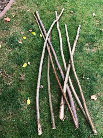 Photo of free Hazel. Approx 6ft lengths (Maidstone (Barming)) #1
