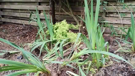 Photo of free Yellow flag irises (Barnhill DD5) #2