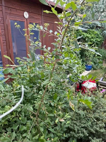 Photo of free Willow tree (Northway OX3) #1