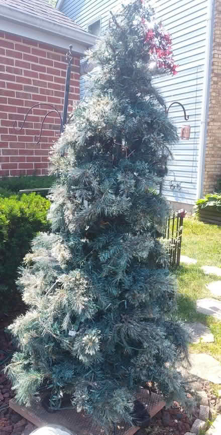 Photo of free Holiday tree (Westmont) #1