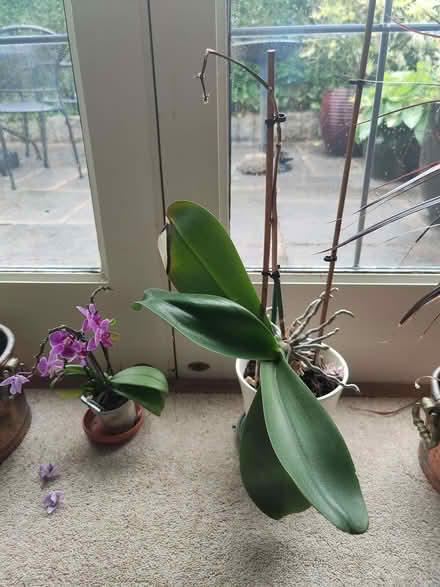 Photo of free Houseplants (Endmoor LA7) #3