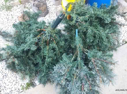 Photo of free Holiday tree (Westmont) #2