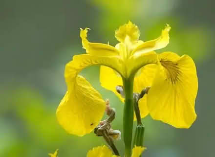 Photo of free Yellow flag irises (Barnhill DD5) #3