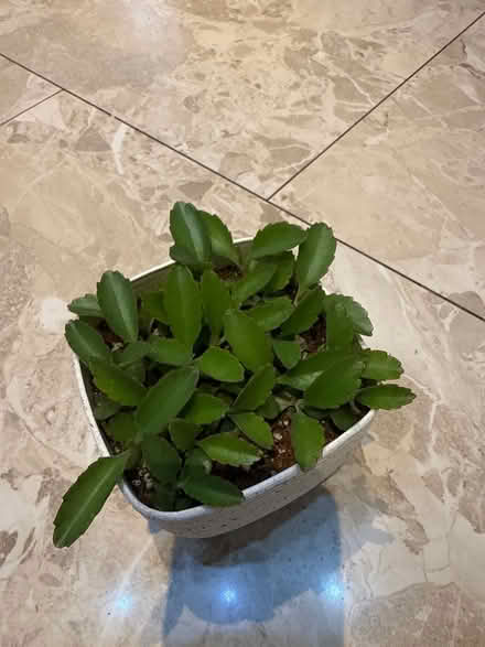 Photo of free Mother of thousands (DE24) #1