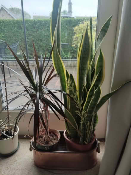 Photo of free Houseplants (Endmoor LA7) #2