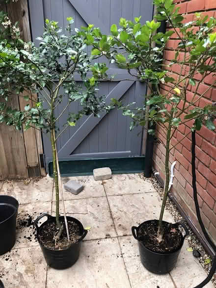 Photo of free Two holly (ilex) ‘lollipops’ plants (Billericay) #1