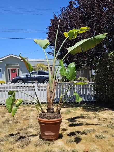 Photo of free Large plant (92 & Alameda de las Pulgas) #1