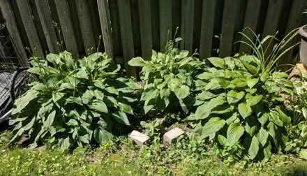 Photo of free Hostas (Coxwell Ave and Queen St E) #1