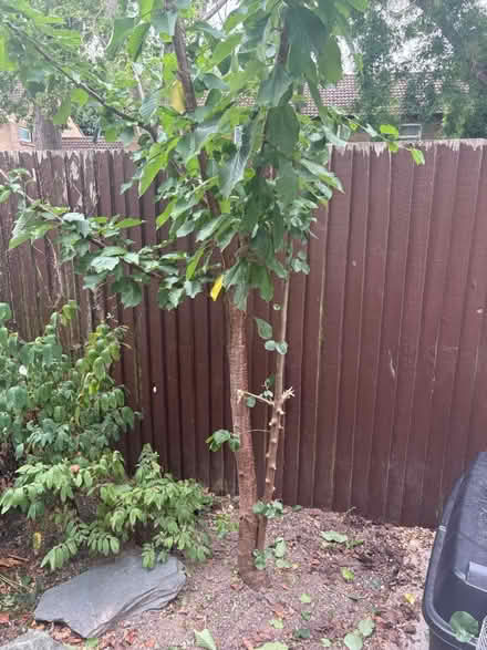 Photo of free plants (cambridge) #1