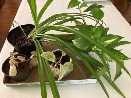 Photo of free Houseplants x4 in Old Bowie (Old Town Bowie) #1