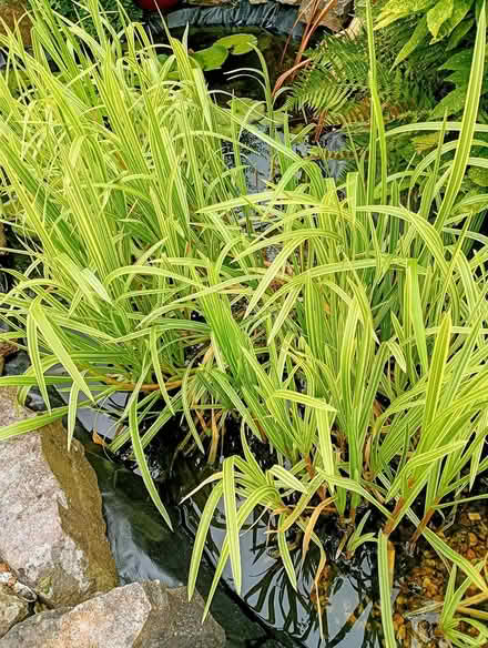 Photo of free Pond Plant (Worcester WR5) #1