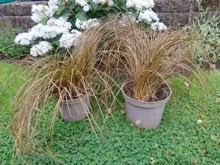 Photo of free Two ornamental grasses (Weaverham) #1