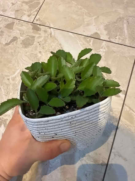 Photo of free Mother of thousands (DE24) #2