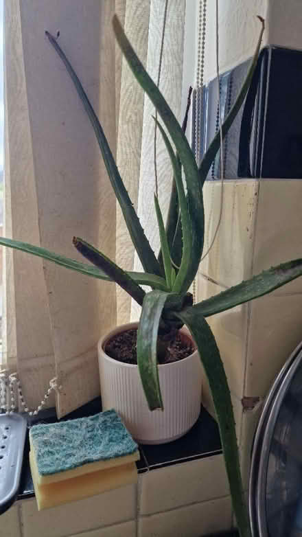 Photo of free Small Aloe Vera plant (Earl Shilton, LE9) #1