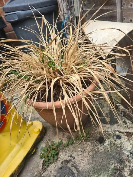 Photo of free Ornamental grass (Rowhedge CO5) #2