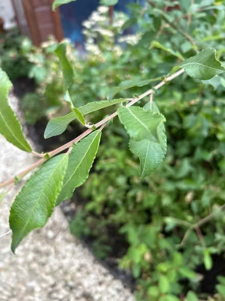 Photo of free Willow tree (Northway OX3) #2