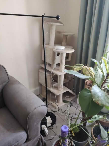 Photo of free Cat climbing post tree (Fettes Row EH3) #1