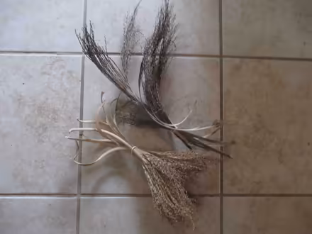 Photo of free Dried date palm flowers (casselberry) #1