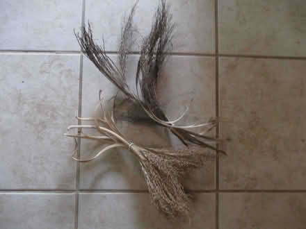 Photo of free Dried date palm flowers (casselberry) #1