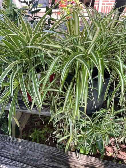 Photo of free House plants: Spider plants x5 (Telford) #1