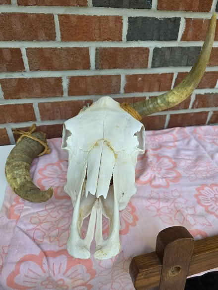 Photo of free Steer head and mirror with hoofs (Belle mead nj off route 206) #1