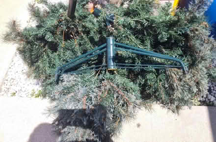 Photo of free Holiday tree (Westmont) #3