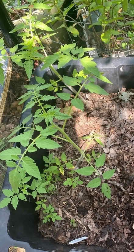 Photo of free 6 Tomato plants (Hyattsville, MD) #1